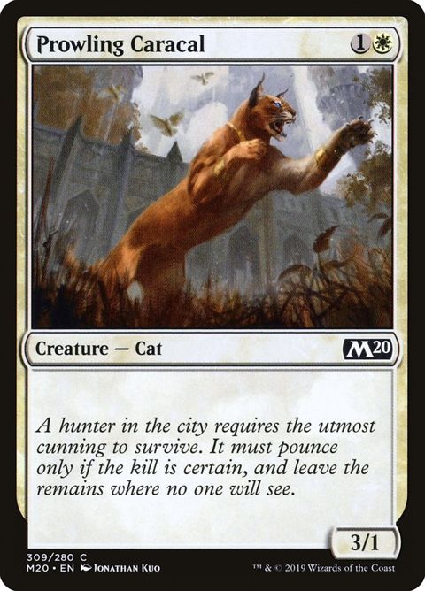 309-prowlingcaracal.jpg