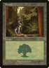 1-forest.jpg