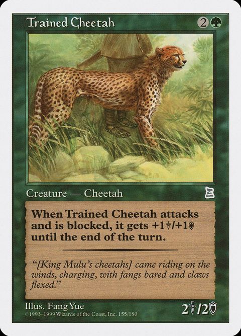 154-trainedcheetah.jpg