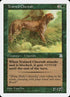 154-trainedcheetah.jpg