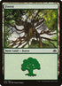 155-forest.jpg