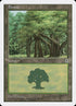 180-forest.jpg