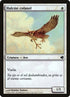 21-suntailhawk.jpg