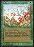 210-untamedwilds.jpg