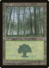 215-forest.jpg