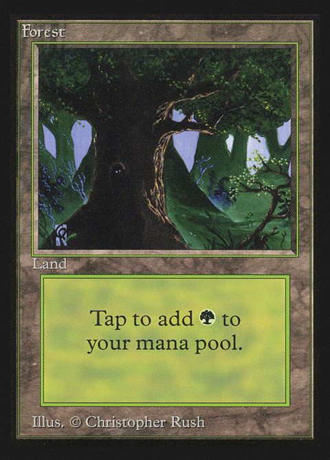 302-forest.jpg