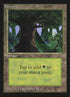 302-forest.jpg