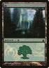 303-forest.jpg