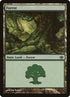 31-forest.jpg