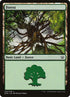 34-forest.jpg