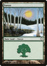 382-forest.jpg