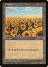 4-plains.jpg
