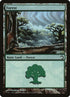 41-forest.jpg