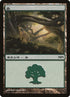 5-forest.jpg