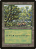 5-forest.jpg