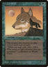 55-wyluliwolf.jpg