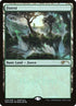 6-forest.jpg