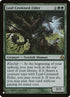 mor-128-leafcrownedelder.jpg