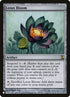 tsp-259-lotusbloom.jpg
