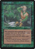 102a-undergrowth.jpg