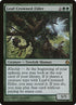 128-leafcrownedelder.jpg