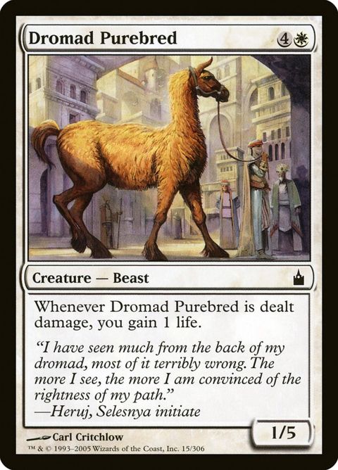 15-dromadpurebred.jpg