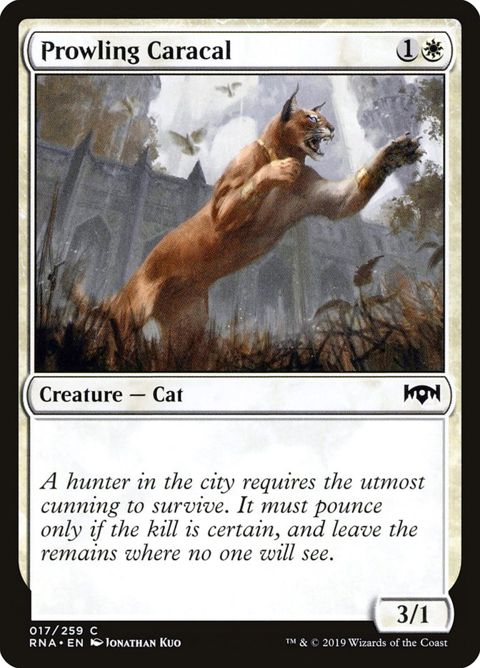 17-prowlingcaracal.jpg