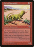187-pyricsalamander.jpg
