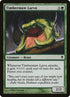 189-timbermawlarva.jpg