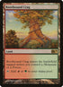 228-rootboundcrag.jpg