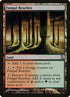 273-fungalreaches.jpg