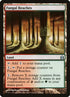 274-fungalreaches.jpg