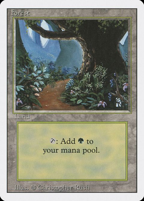 305-forest.jpg