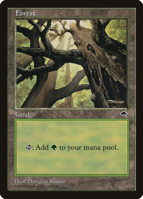 347-forest.jpg