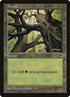 347-forest.jpg