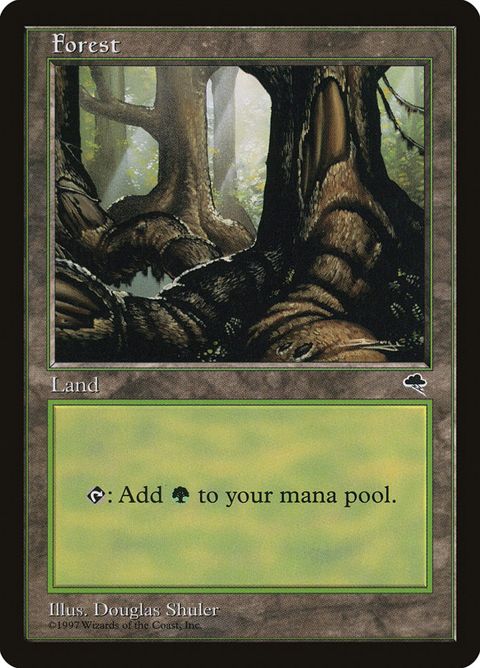348-forest.jpg