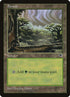 349-forest.jpg