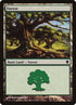 353-forest.jpg