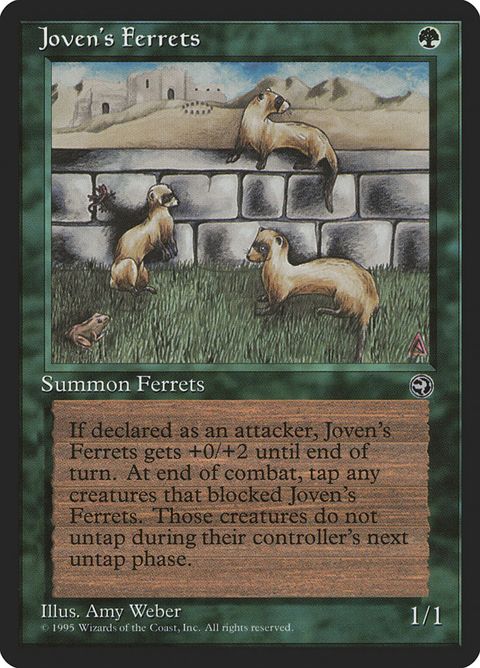 89-jovensferrets.jpg